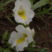 Curcuma oligantha Trimen